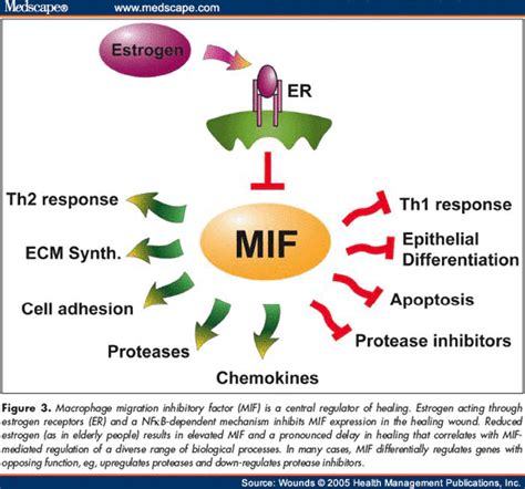 macrophage migration inhibitory factor|macrophage migration inhibitory factor symbol.